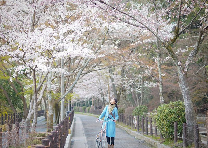 京都桜の名所＆グルメ②哲学の道と美食ガイド認定うどん【町家宿おかみの、たびする京都くらす京都。】