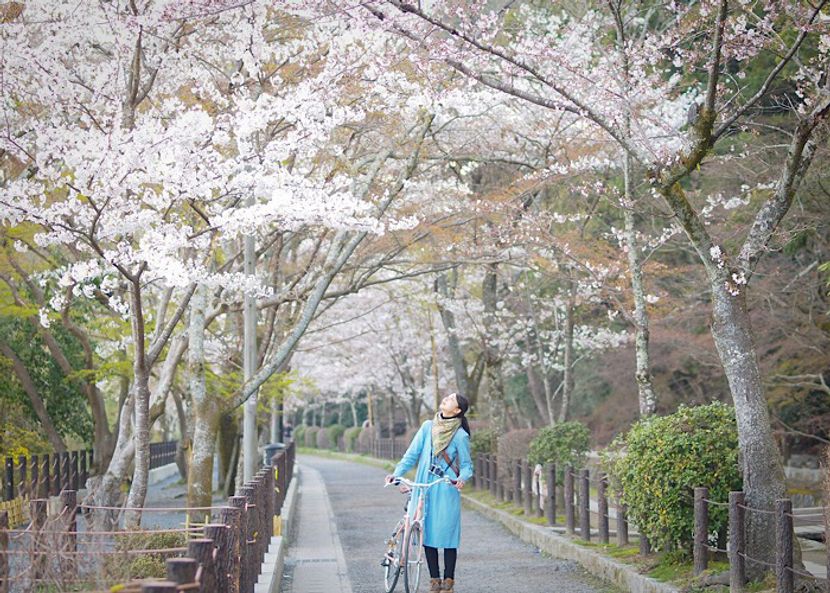 京都桜の名所＆グルメ②哲学の道と美食ガイド認定うどん【町家宿おかみの、たびする京都くらす京都。】