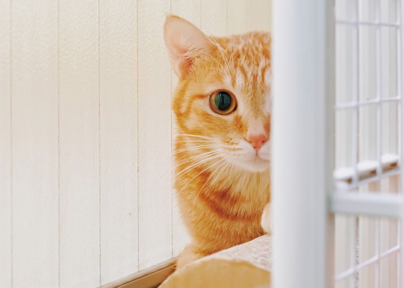甘えてもいいの？ 駐車場の片隅に暮らすお母さん猫「チャイさん」が心を開くまで