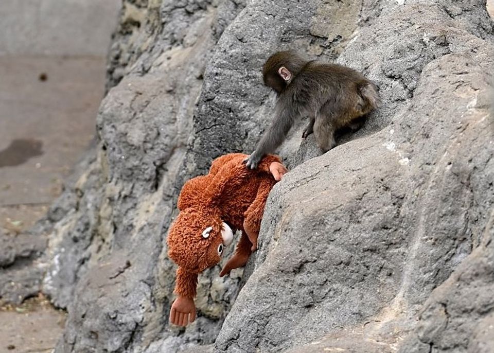 赤ちゃんザルのパンチくんが世界中で人気者に！ ぬいぐるみを母親代わりにする、けなげな愛らしさがSNSで大反響