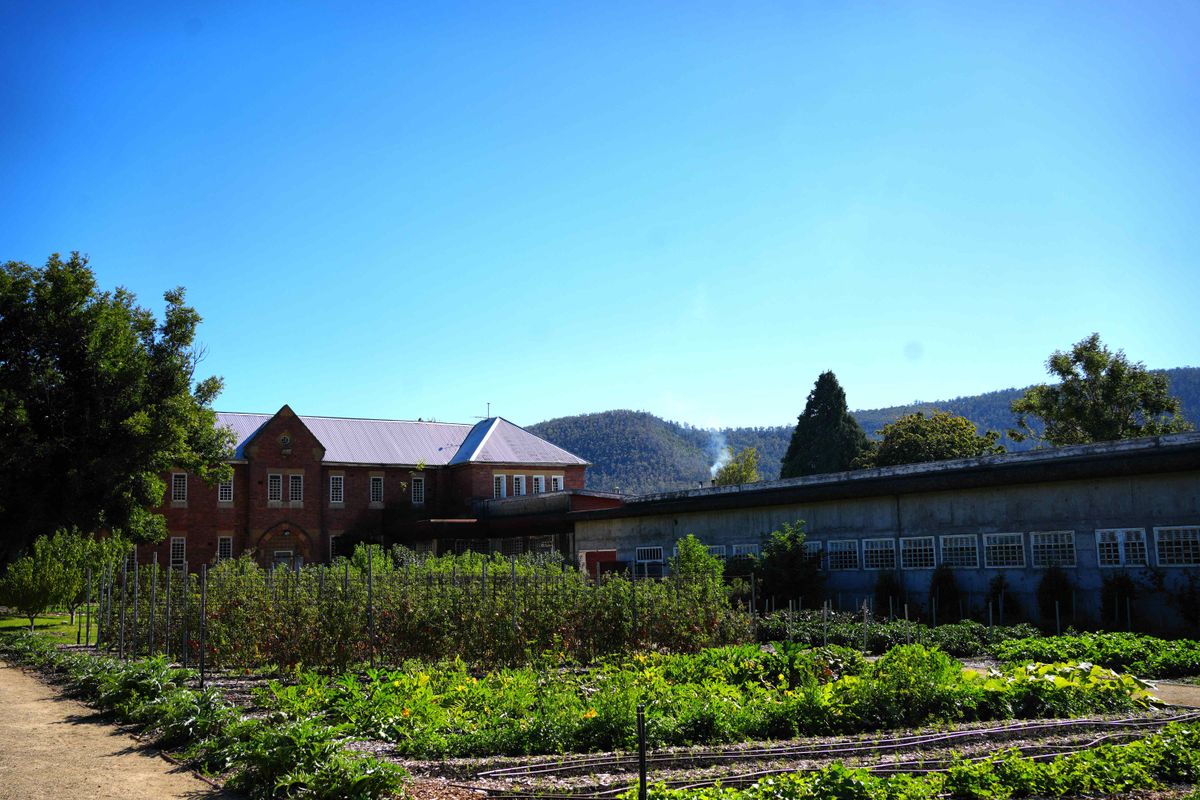 「The Agrarian Kitchen」の畑。右の石塀は精神医療施設時代の名残。入院患者が脱走しないように造られたものだそう。今は敷地内へのワラビーやパディメロンといった野菜の天敵を防ぐための防御壁になっている