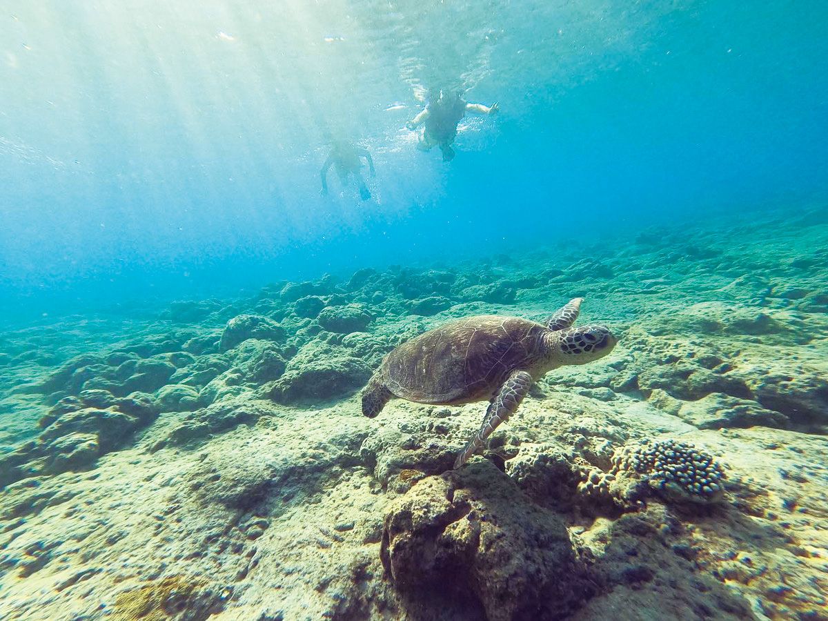 ウミガメが生息する国立公園の海でのダイビング体験