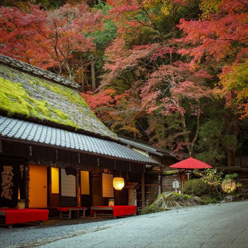 京都嵐山の紅葉の穴場で、老舗「平野屋」の名物を味わう【町家宿おかみの､たびする京都くらす京都｡】