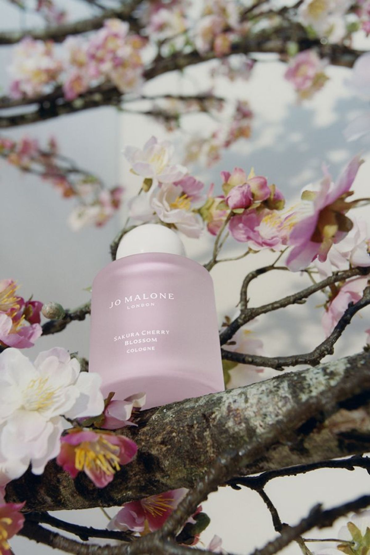 "桜"をテーマにした「ジョー マローン ロンドン」の人気シリーズにヘアミストが登場