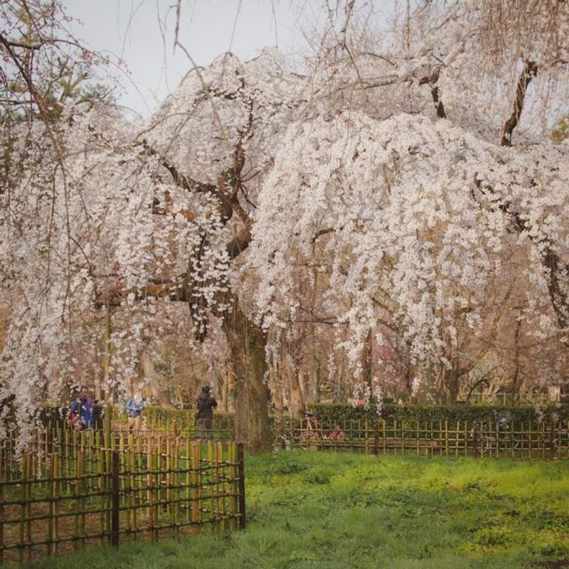 桜シーズン到来を告げる京都の桜３選【町家宿おかみの､たびする京都くらす京都｡】