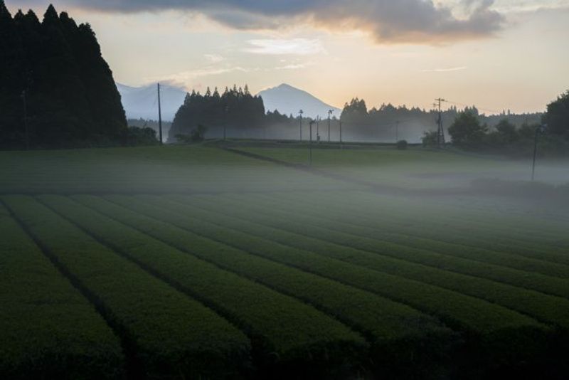 【星野リゾート今だけバナシ】霧島茶に触れ、香り、味わう。新緑の季節の贅沢を感じて