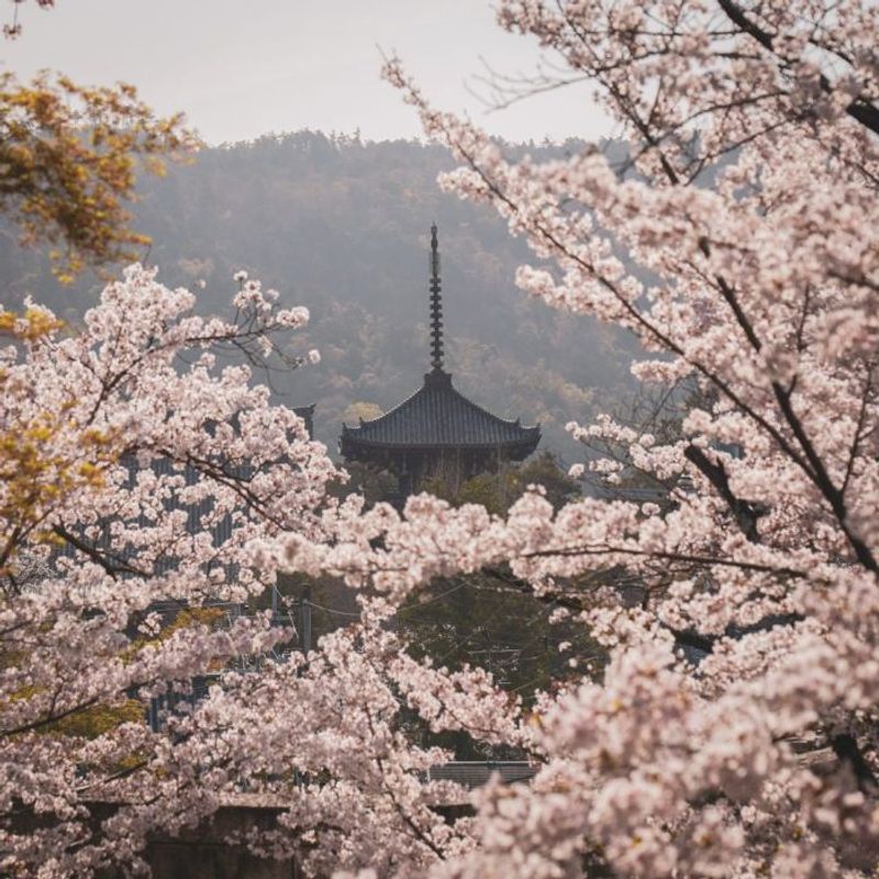 京都の桜・美しい写真が撮れる穴場スポット【町家宿おかみの､たびする京都くらす京都｡】