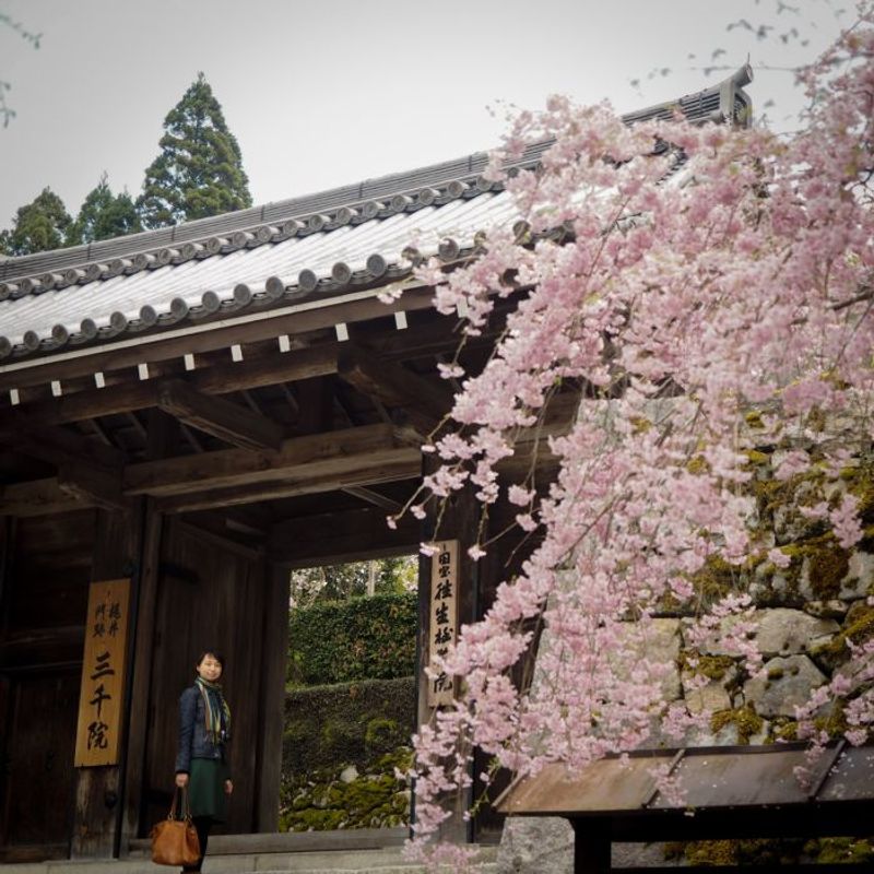 今からでも間に合う、京都で楽しむ遅咲きの桜３選【町家宿おかみの､たびする京都くらす京都｡】