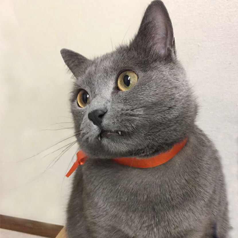 鹿島茂と猫のグリの「フランス舶来もの語り」【メリーゴーラウンド、フランス語ではなんと言う？】