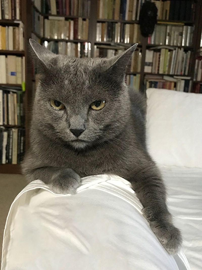 鹿島茂と猫のグリの「フランス舶来もの語り」【クロワッサンはなぜ三日月の形？】