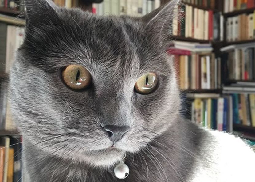 【鹿島茂と猫のグリの「フランス舶来もの語り」】ボジョレ・ヌーヴォーはパリのビストロの救世主