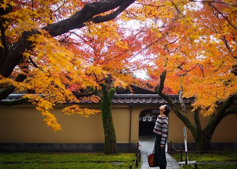 京都の紅葉ラストスパート！混雑回避の穴場で絶景満喫【町家宿おかみの､たびする京都くらす京都｡】