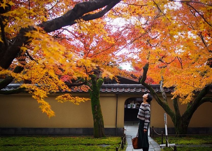 京都の紅葉ラストスパート！混雑回避の穴場で絶景満喫【町家宿おかみの､たびする京都くらす京都｡】