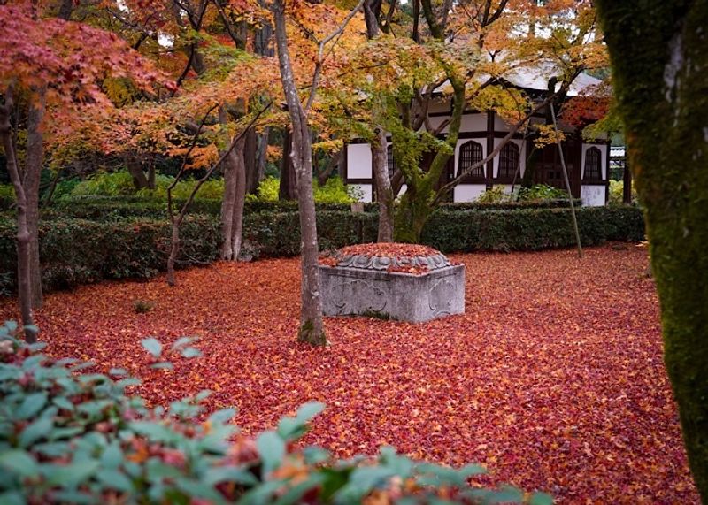 京都人が楽しむ12月の散り紅葉と絶品タルトタタン【町家宿おかみの、たびする京都暮らす京都。】